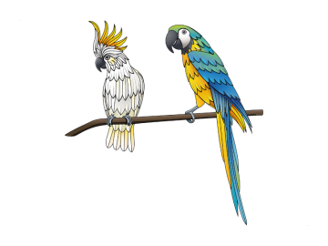 Muusticker Papegaai en kaketoe