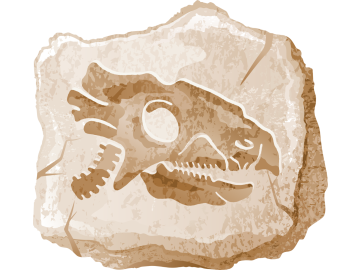 Muursticker fossiel vogel dino