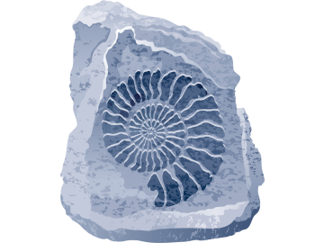 Muursticker fossiel ammoniet